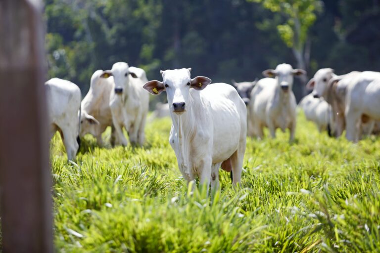 Rebanho bovino em pastagem da Região Norte sob calor e risco de seca no El Niño 2026/2027
