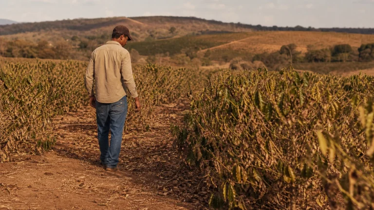 Produtor em lavoura atingida por estiagem em análise sobre decisão do STJ e alongamento de dívida rural